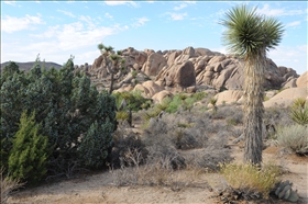 Joshua Tree NP